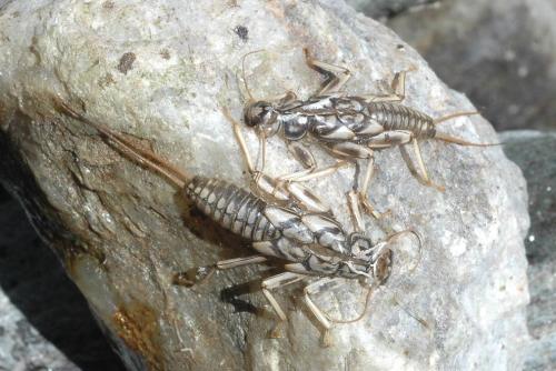 Réf. 265 669 : Perla marginata